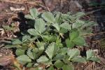 Silber-Fingerkraut - Potentilla argentea