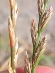 Deutsches Weidelgras - Lolium perenne