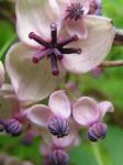 Fingerblättrige Akebie - Akebia quinata