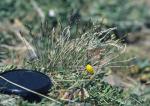 : - Poa pattersonii
