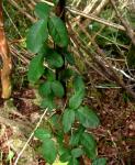 Boquila trifoliolata - Boquila trifoliata