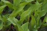 Maiglöckchen - Convallaria majalis