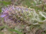 : - Besseya wyomingensis