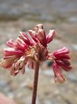 : - Eriogonum incanum