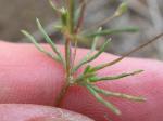 : - Linanthus septentrionalis