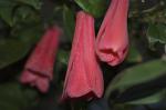 Chilenische Wachsglocke-Lapageria rosea