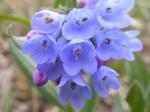 : - Mertensia oblongifolia
