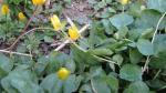 Großblumige Gemswurzel - Doronicum columnae