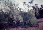 : - Acacia macradenia