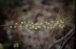 : - Acacia quadrilateralis