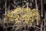 : - Acacia triptera