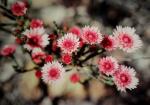 : - Actinodium cunninghamii