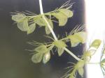 Wasserfalle - Aldrovanda vesiculosa