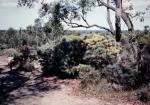 : - Allocasuarina pusilla