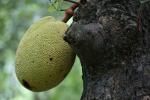 Jackfruchtbaum - Artocarpus heterophyllus