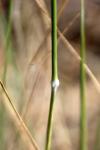 : - Stipa scabra