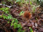 : - Acaena ovalifolia