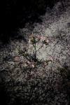 : - Calytrix decandra