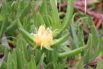Essbare Mittagsblume - Carpobrotus edulis