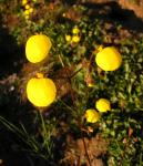 : - Calceolaria filicaulis