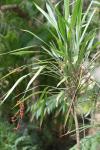: - Cordyline congesta