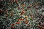 : - Daviesia hakeoides subsp. hakeoides