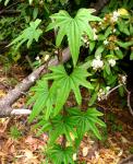 : - Dioscorea brachybotrya