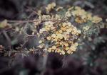 : - Dillwynia ramosissima