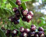:-Gaultheria phillyreifolia