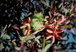 :-Eucalyptus lehmannii