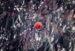 :-Eucalyptus miniata