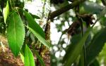 : - Laurelia philippiana