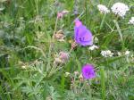 Wald-Storchschnabel - Geranium sylvaticum
