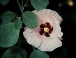 : - Gossypium sturtianum