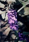 : - Hovea elliptica