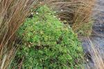 : - Leiocarpa supina