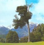 Coihue-Südbuche - Nothofagus dombeyi