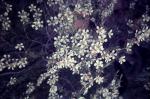 : - Leptospermum polygalifolium