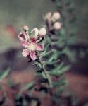 : - Lithomyrtus microphylla