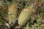 : - Macrozamia riedlei