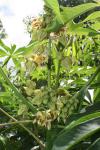 : - Manihot grahamii