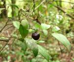 : - Rhamnus diffusus