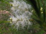 Australischer Teebaum - Melaleuca alternifolia