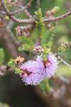 : - Melaleuca gibbosa