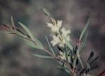 : - Melaleuca trichostachya