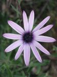 Buschiges Kapkörbchen - Osteospermum fruticosum