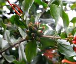 : - Tristerix corymbosus