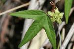 : - Passiflora suberosa