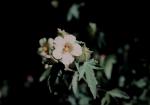 : - Pavonia hastata