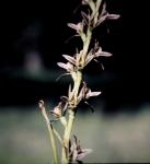 : - Prasophyllum campestre